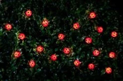B&M 30 Insect Solar String Lights - Ladybird