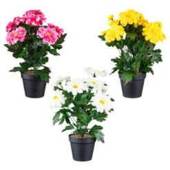 B&M Zinnia Plant Pot - Yellow -Green Joy Store 392826 zinnia in pot group