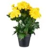 B&M Zinnia Plant Pot - Yellow -Green Joy Store 392826 zinnia in pot yellow